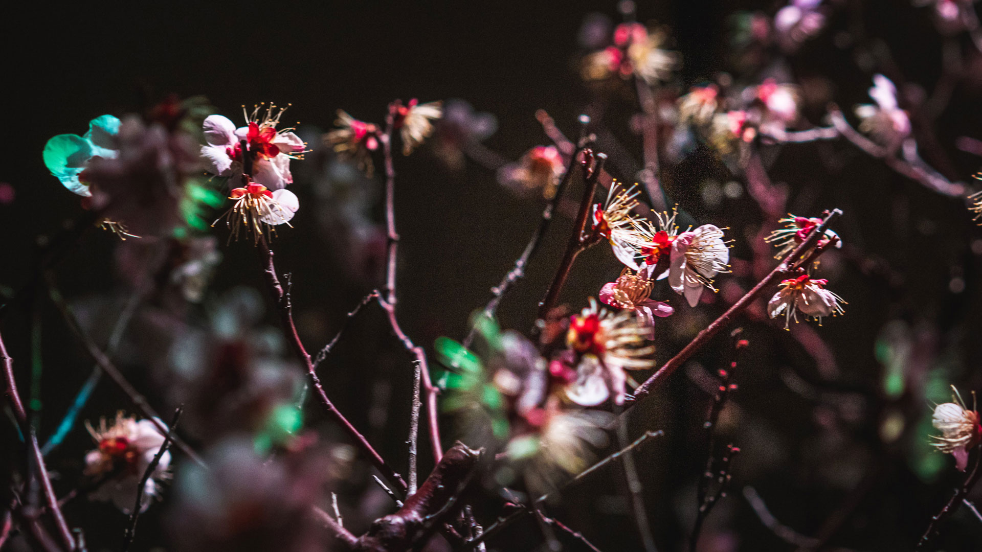 KOETABI_04_option_FHD